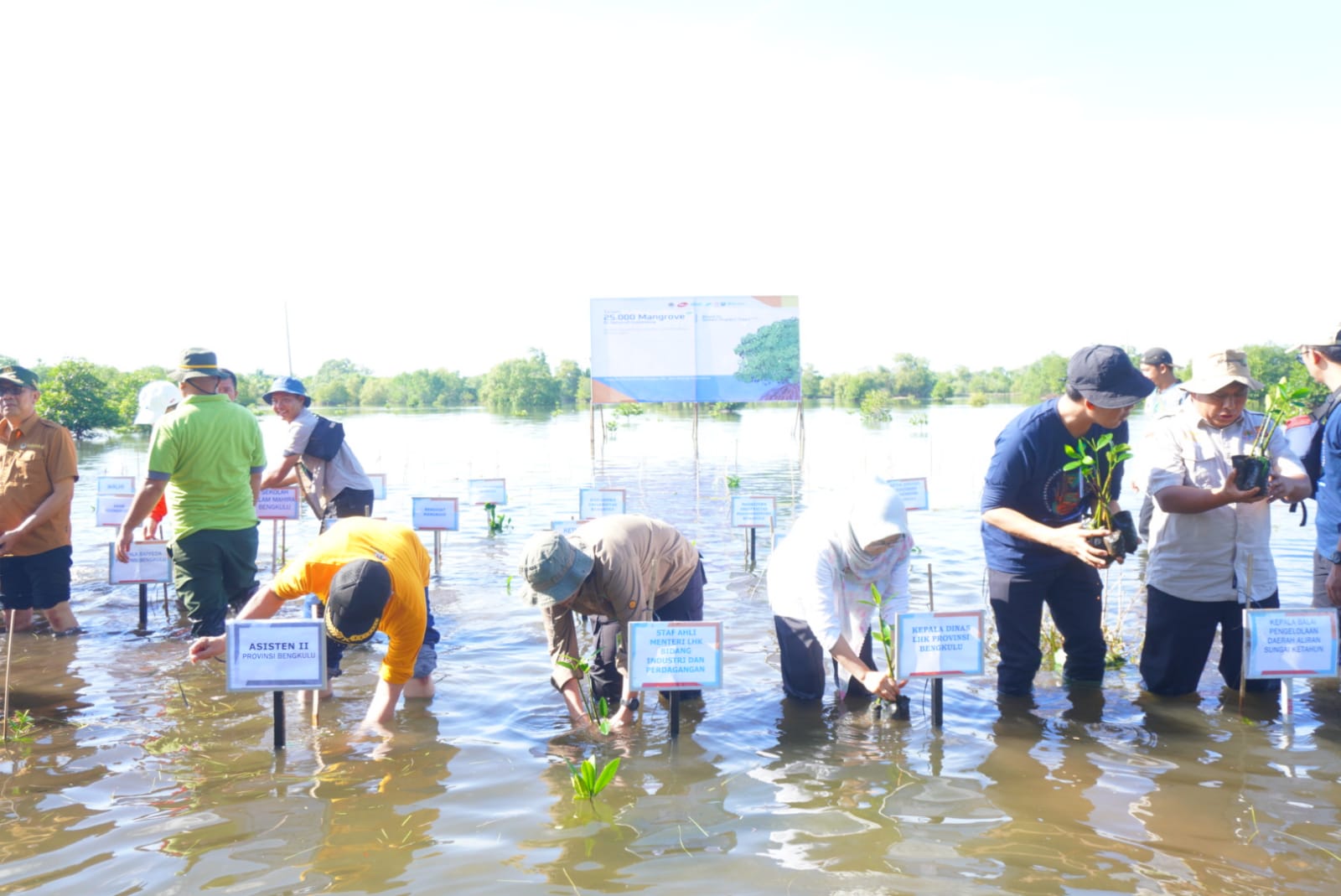 Asisten II Hadiri Penanaman Mangrove Serentak
