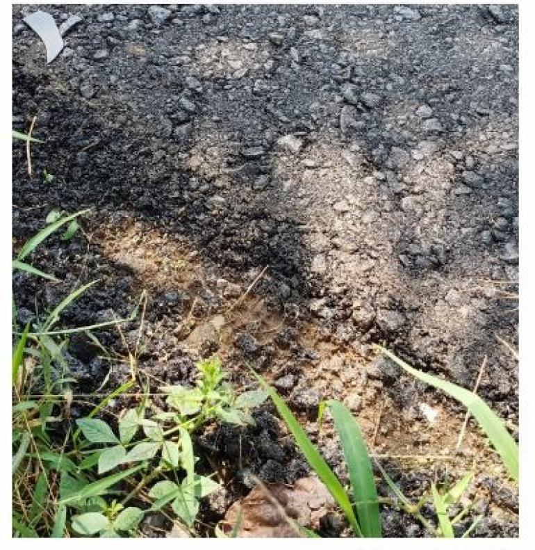 Peningkatan Jalan Pasar Tanah Abang, Siku Diragukan Hanya Setebal Tempe