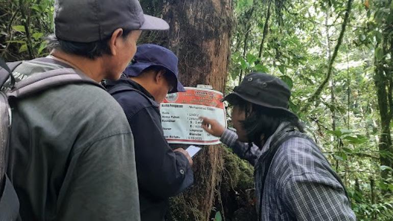 Salah satu kegiatan pengukuran pohon untuk mengetahui kandungan karbon pada program REDD+
