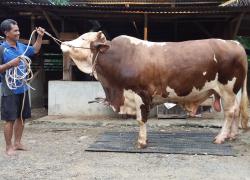 Sapi Kurban Presiden